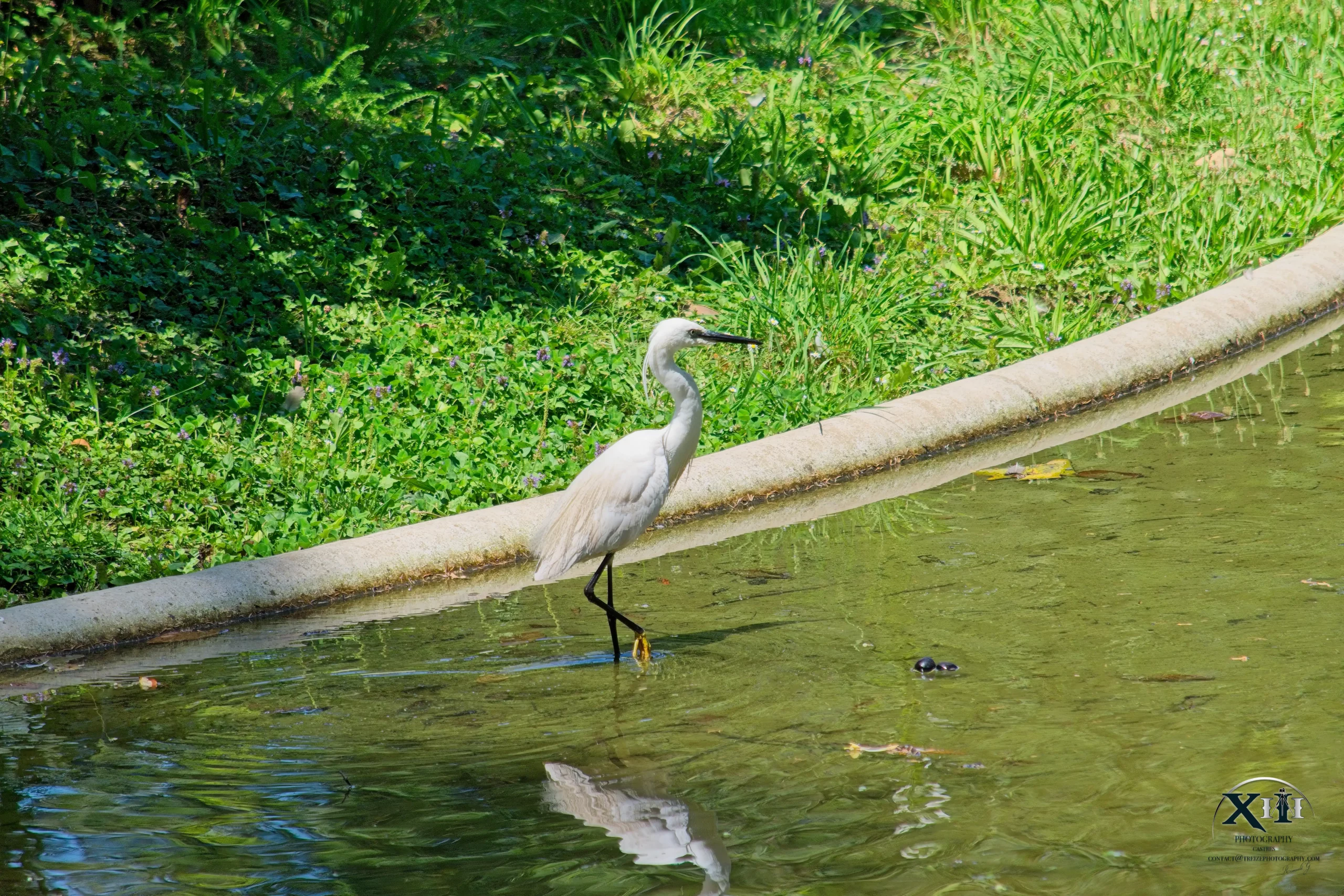 Aigrette-garzette-blanche-photo-Castres Aigrette-garzette-blanche-photo-Castres.