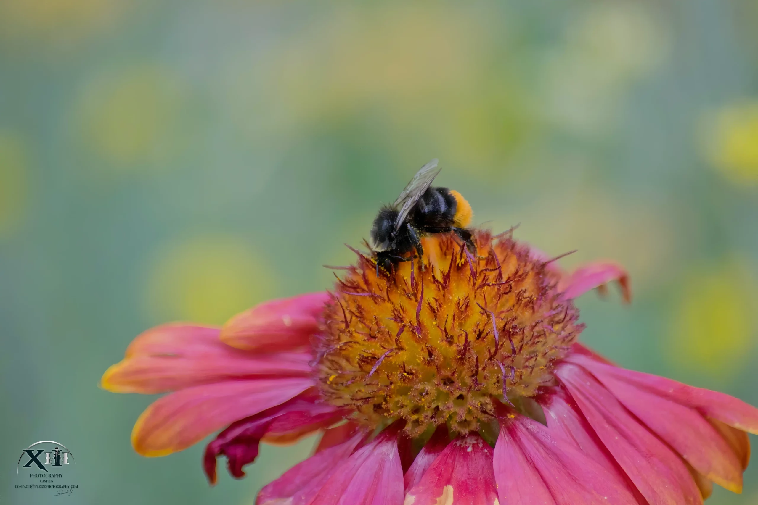 Bourdon-insecte-polliniser-faune Bourdon-insecte-polliniser-faune.