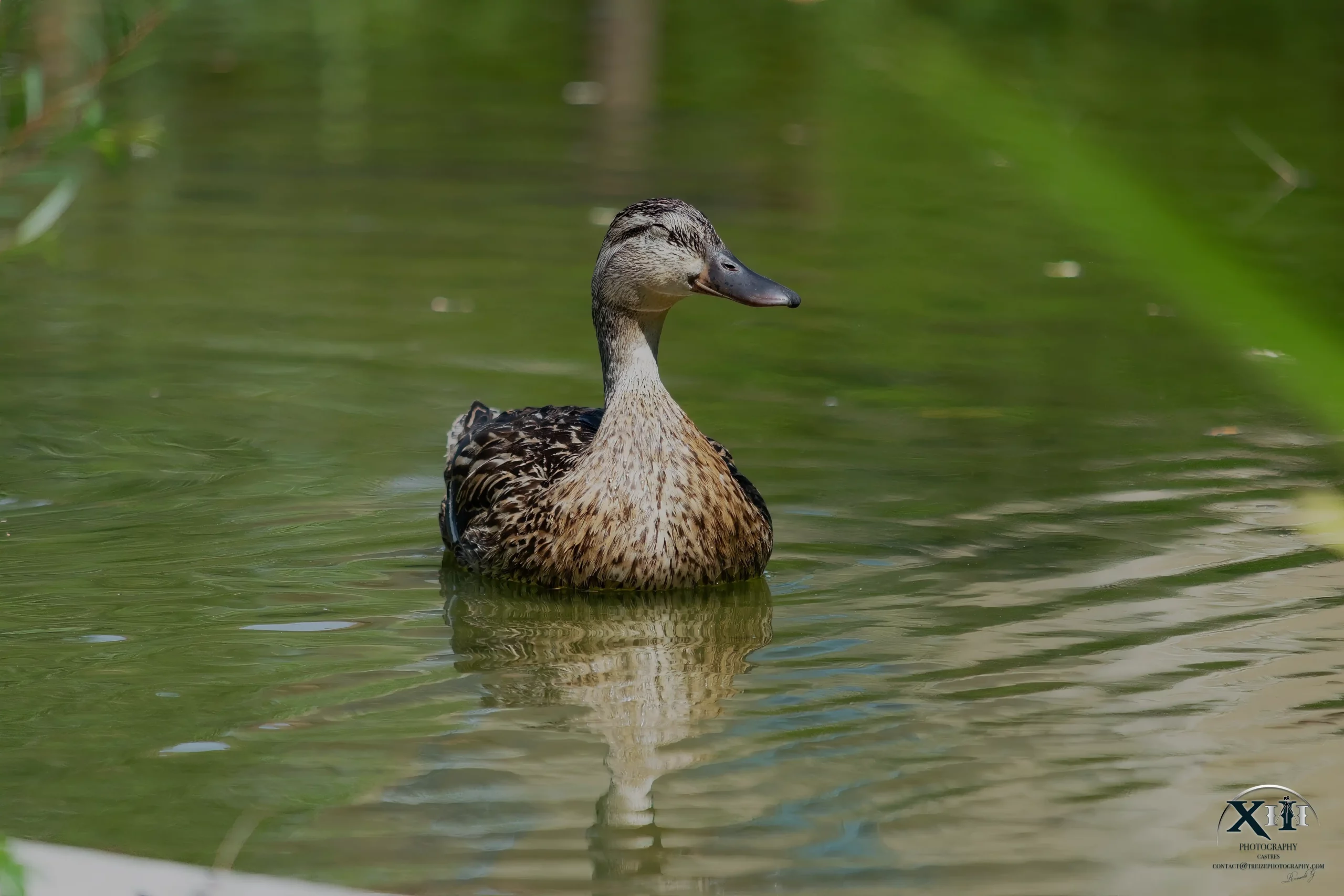 Canard-Colvert-femelle-jardin-Castres Canard colvert femelle nageant dans un jardin à Castres.