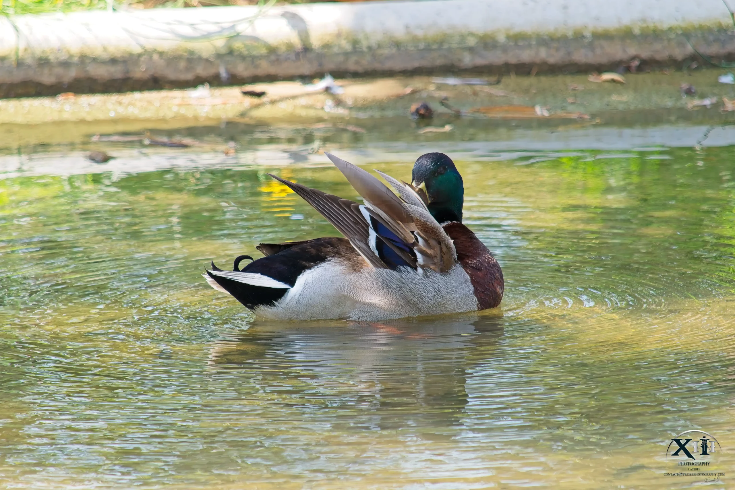 Canard-Colvert-mâle-photo Canard-Colvert-mâle-photo.