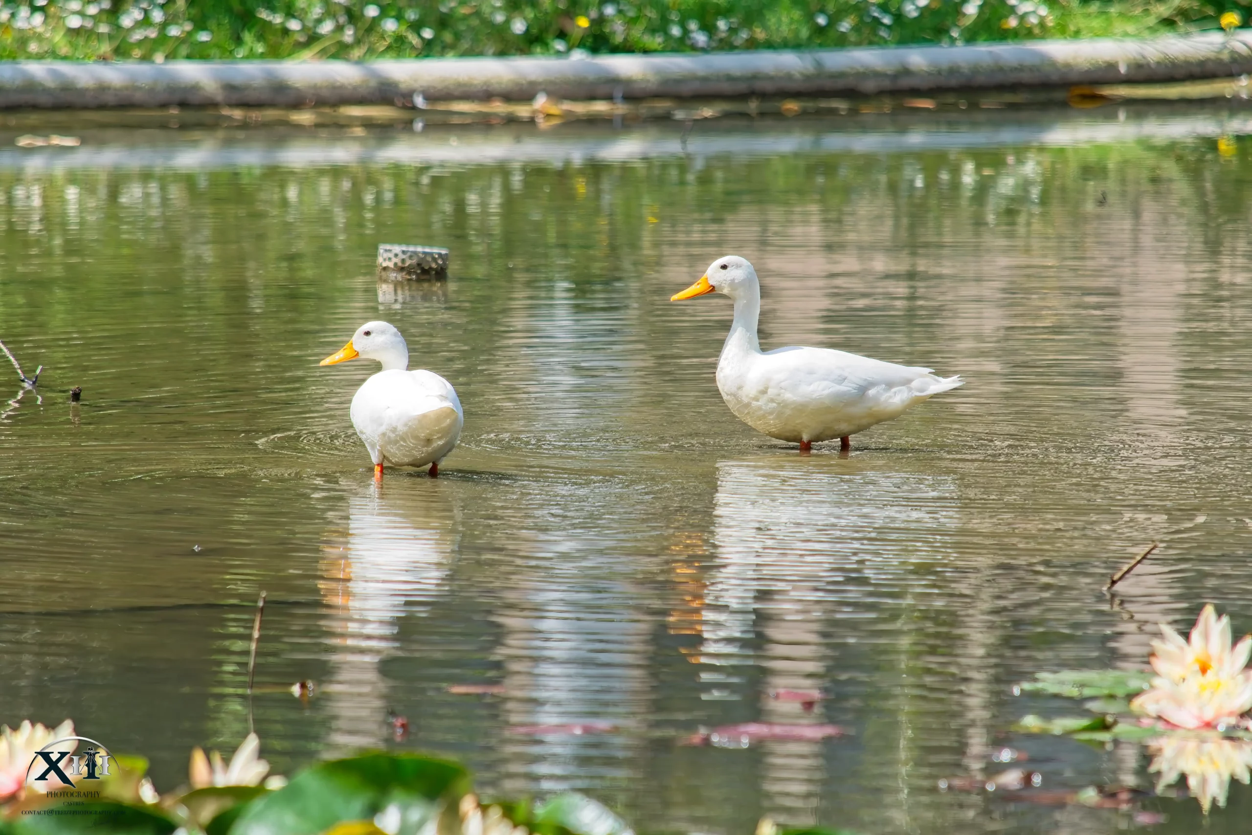 Canard-mignon-blanc-photo Canard-mignon-blanc-photo.