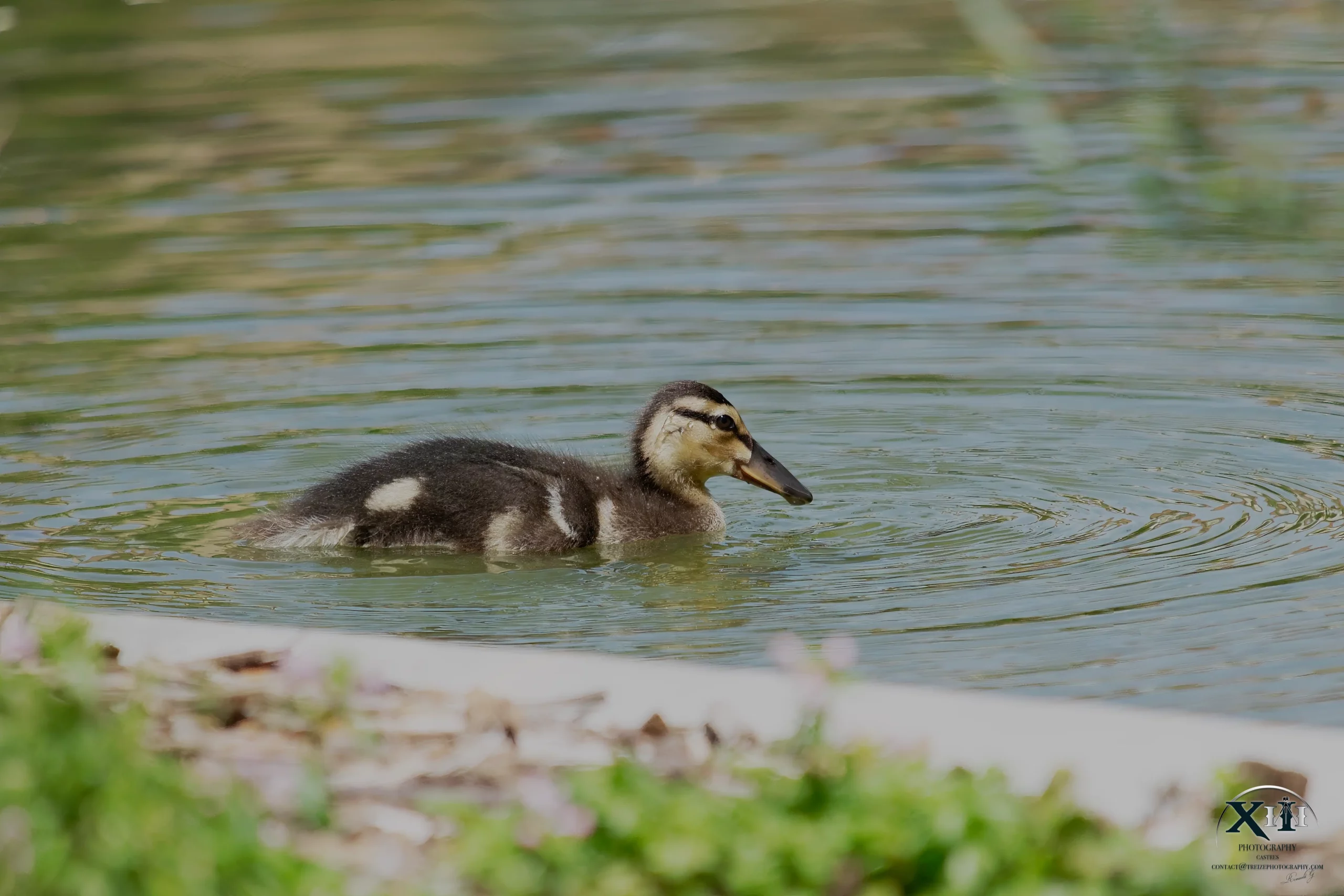 Caneton-canard-Colvert-jardin-Castres Photographie d’un jeune caneton colvert au plumage duveteux jaune et brun, évoluant au bord de l’eau.