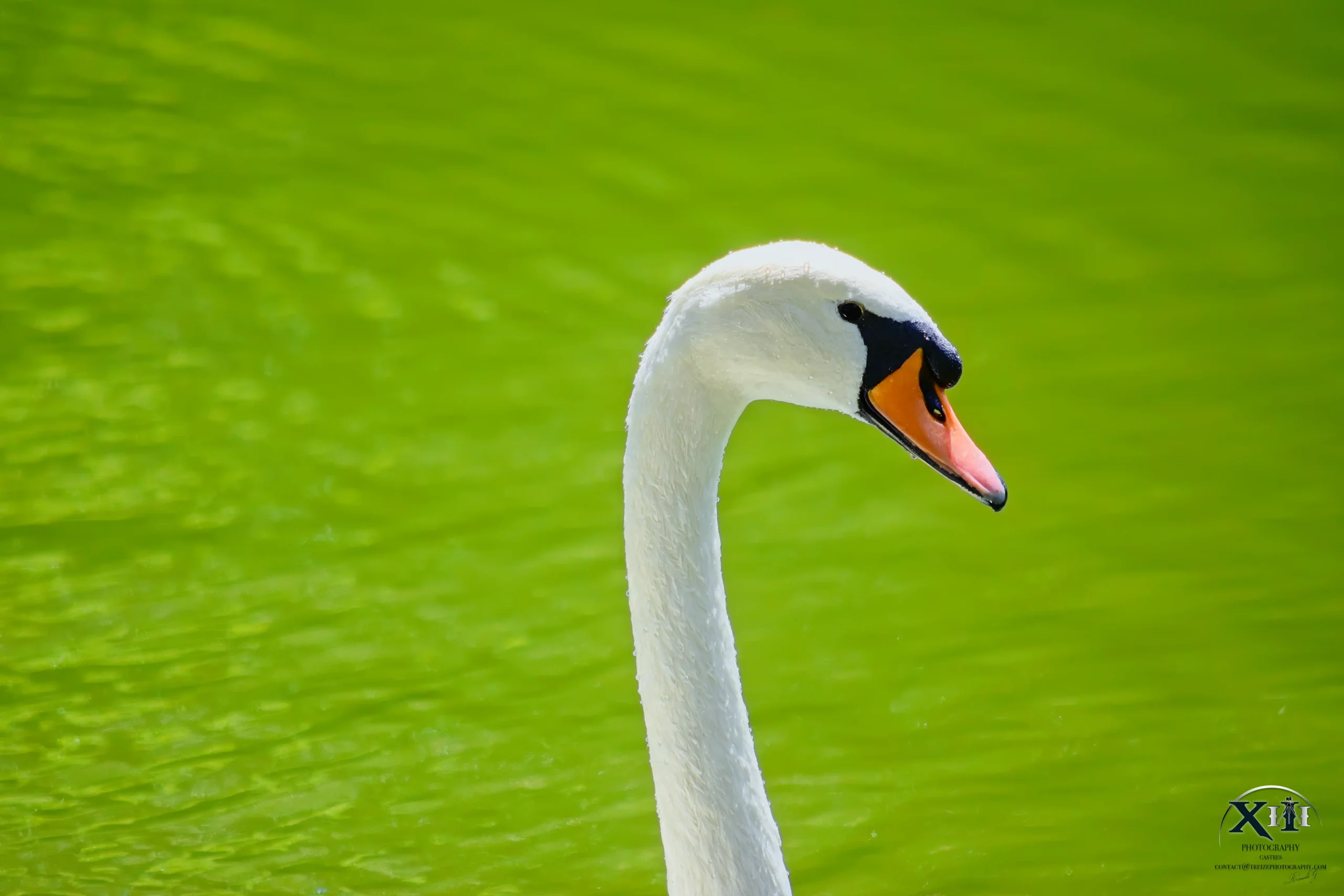Cygne-Blanc-oiseau-animal-faune Cygne-Blanc-oiseau-animal-faune.