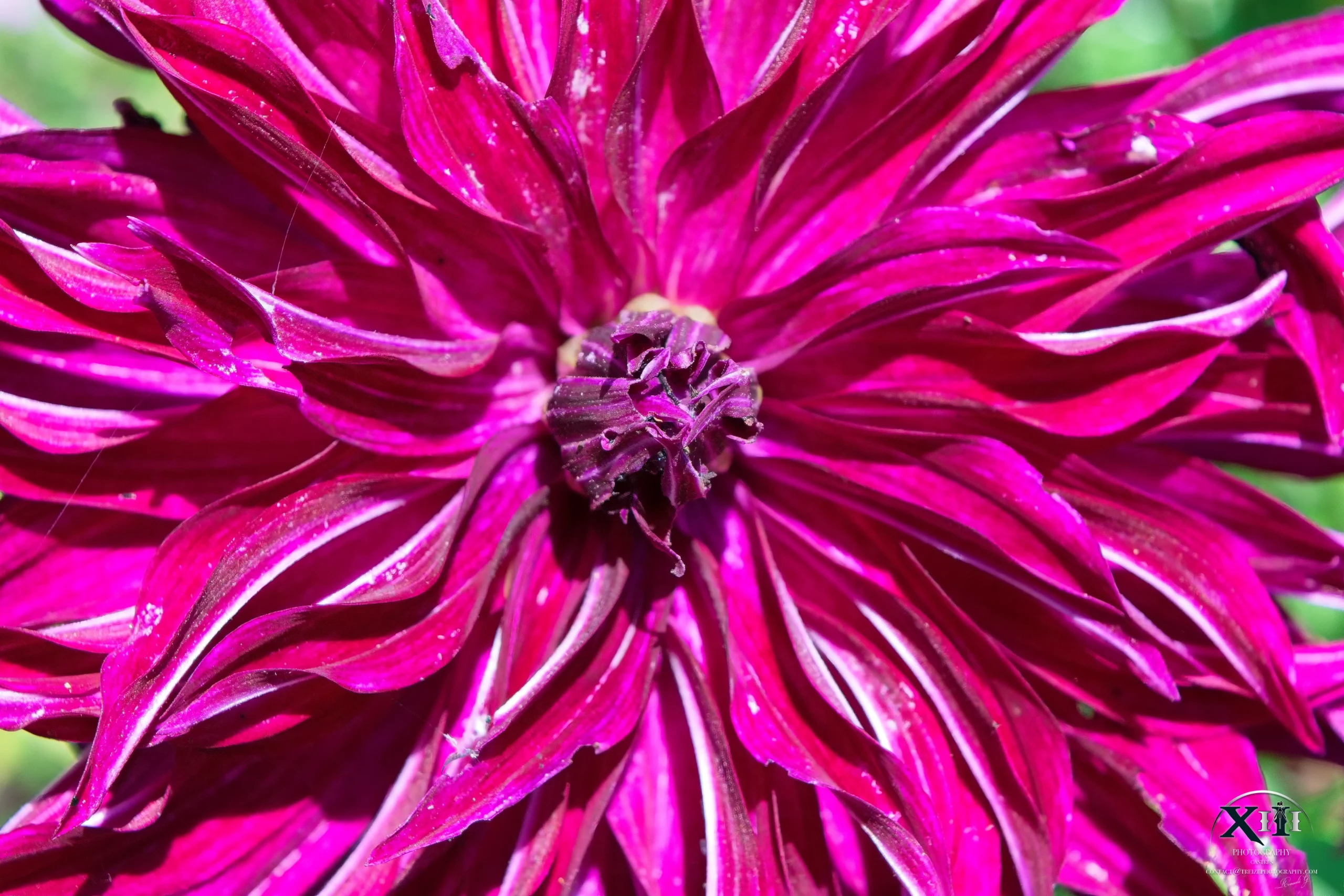Fleur-Dahlia-ambition-violet-plante Fleur-Dahlia-ambition-violet-plante.