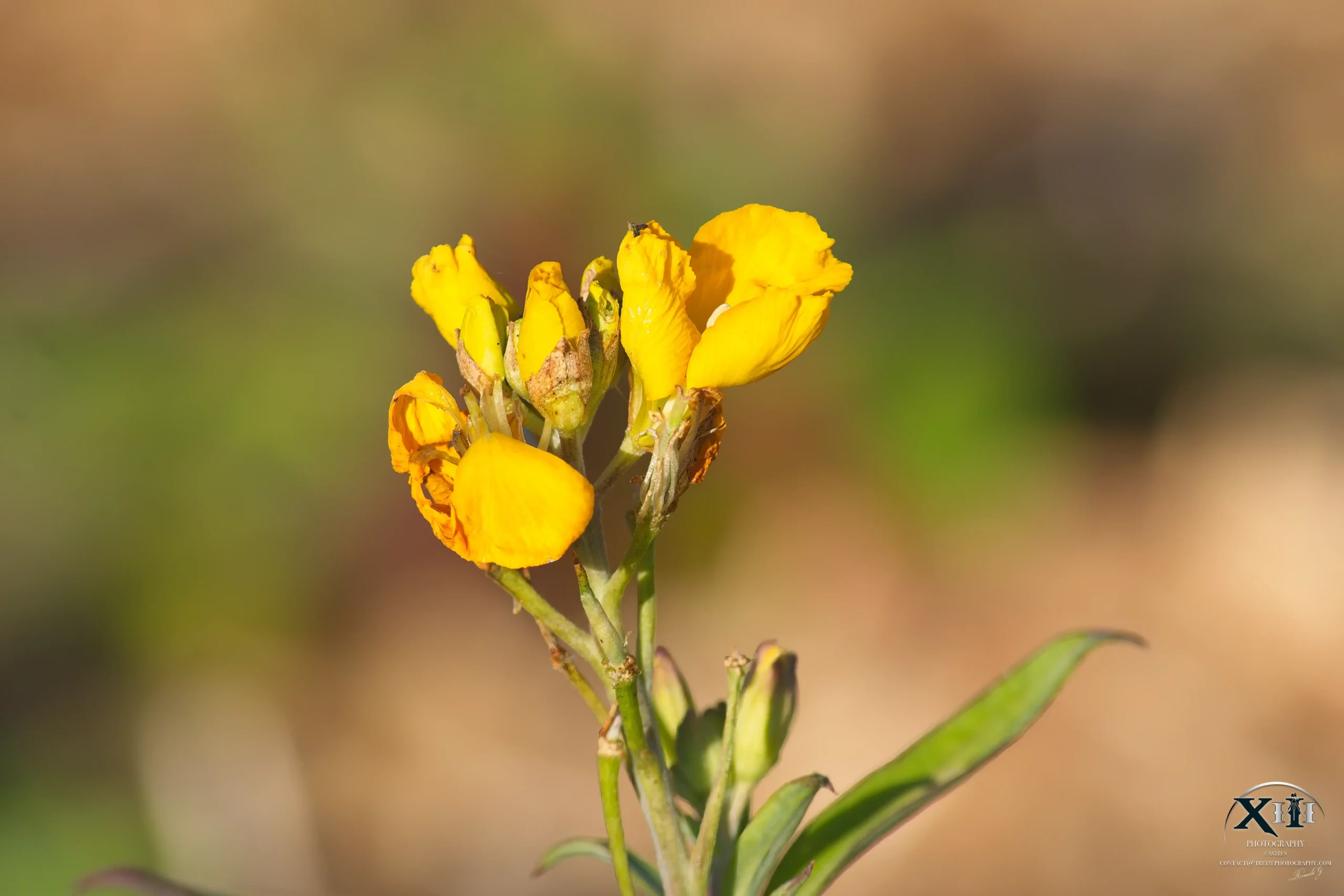 Fleur-Lotier-corniculé-jaune Fleur-Lotier-corniculé-jaune.