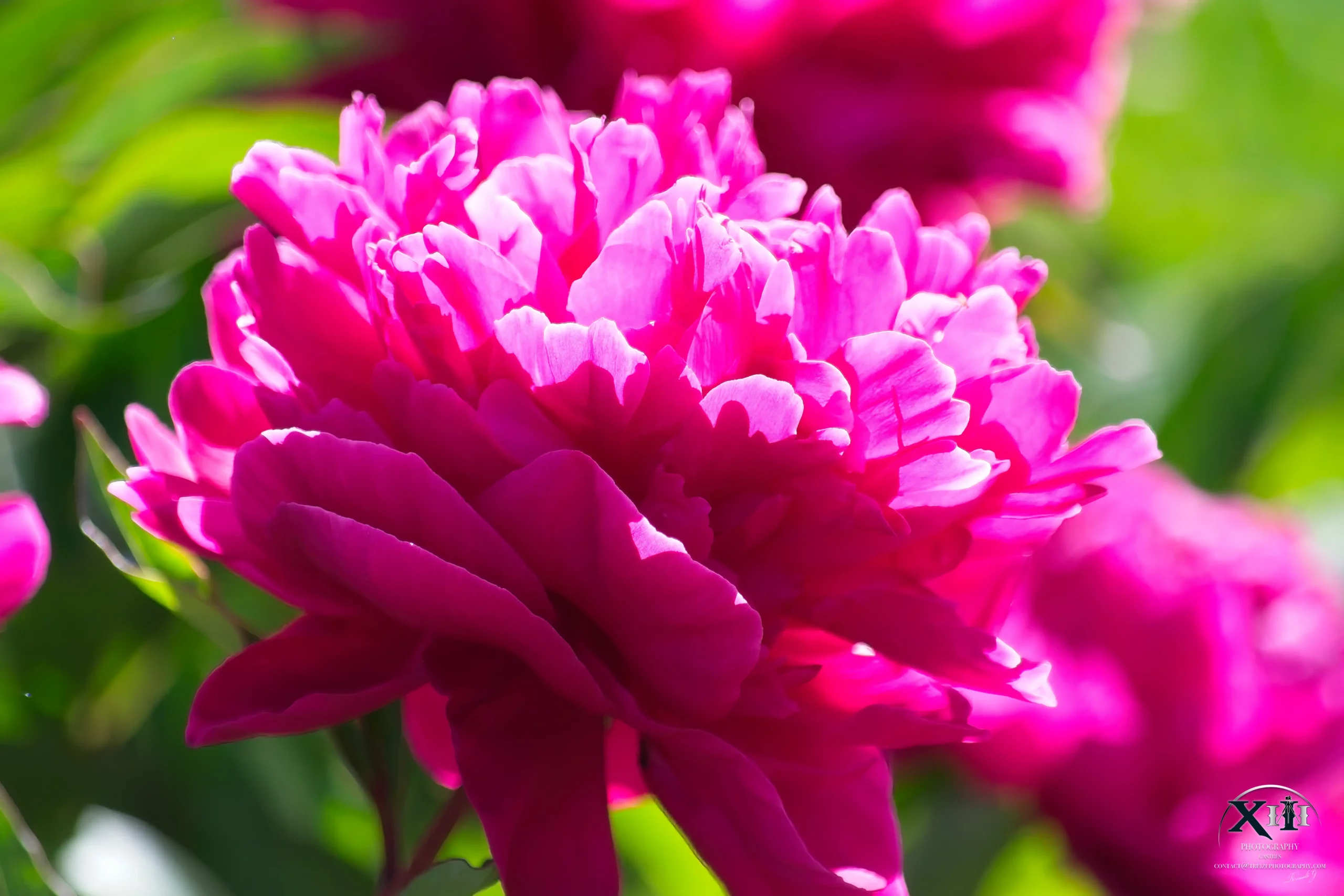 Fleur-Pivoine-Chine-rose Fleur-Pivoine-Chine-rose.