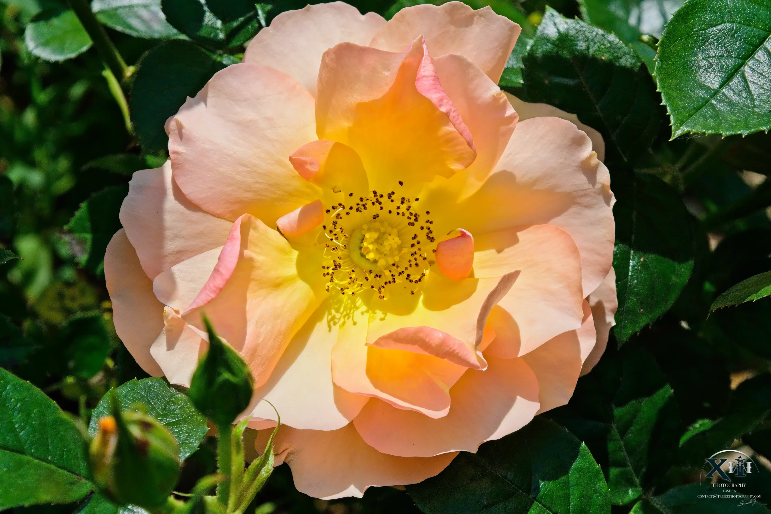 Fleur-Rose-multiflore-polyantha Fleur-Rose-multiflore-polyantha.