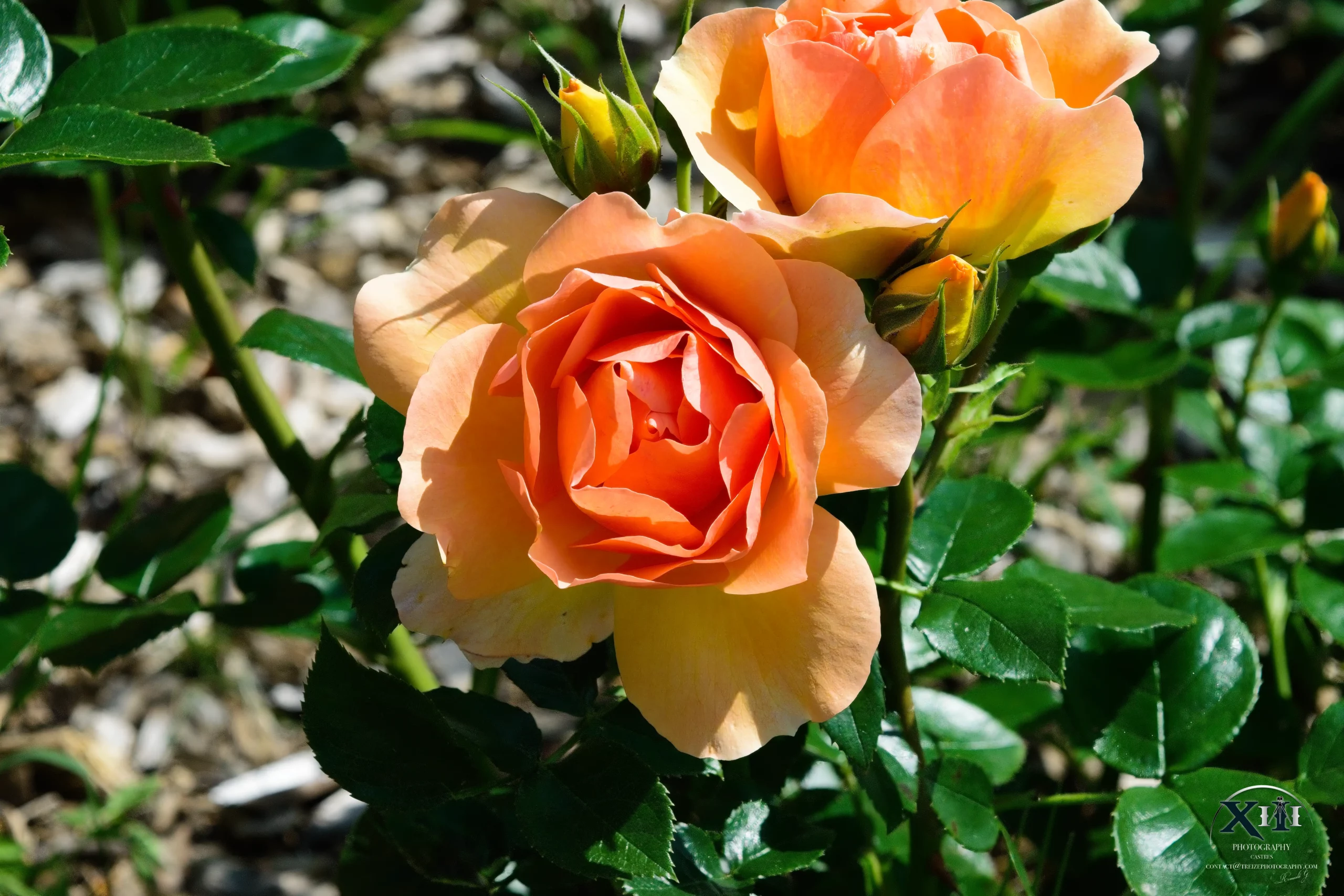 Fleur-Rose-orange-cuivrée Fleur-Rose-orange-cuivré.