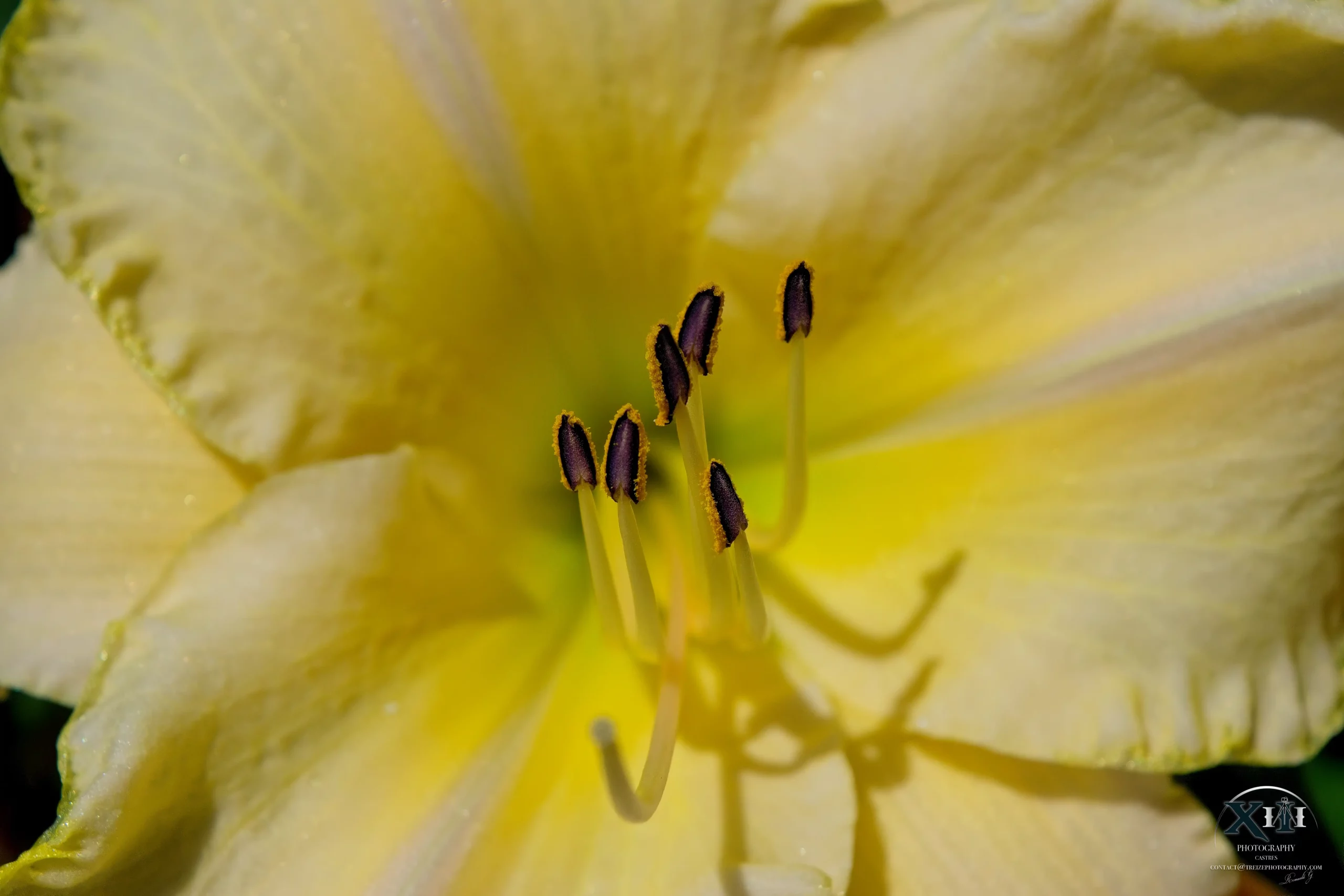 Fleur-hémérocalle-jaune-plante Fleur-hémérocalle-jaune-plante.