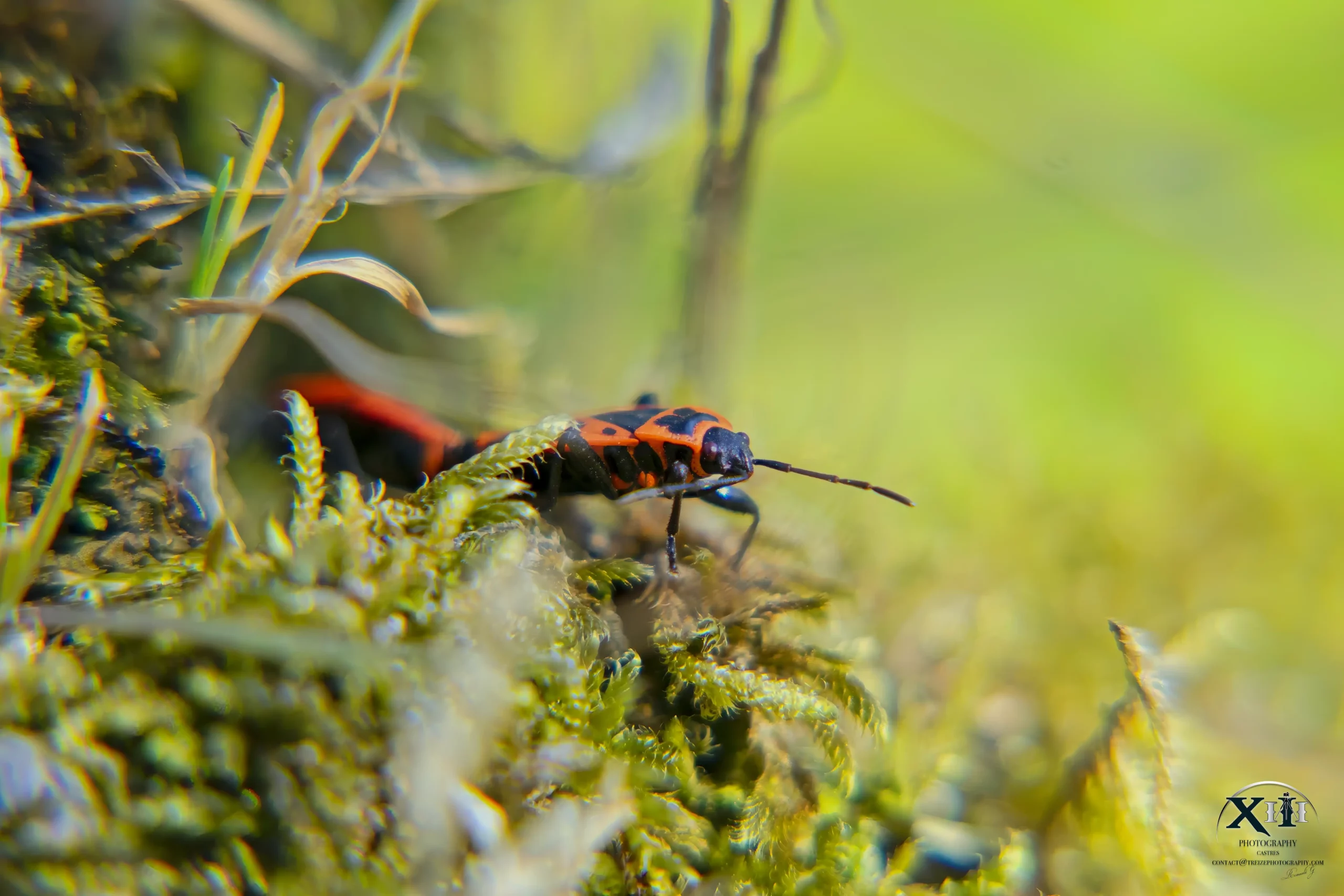 Gendarme-insecte-rouge-noir-faune Gendarme-insecte-rouge-noir-faune.