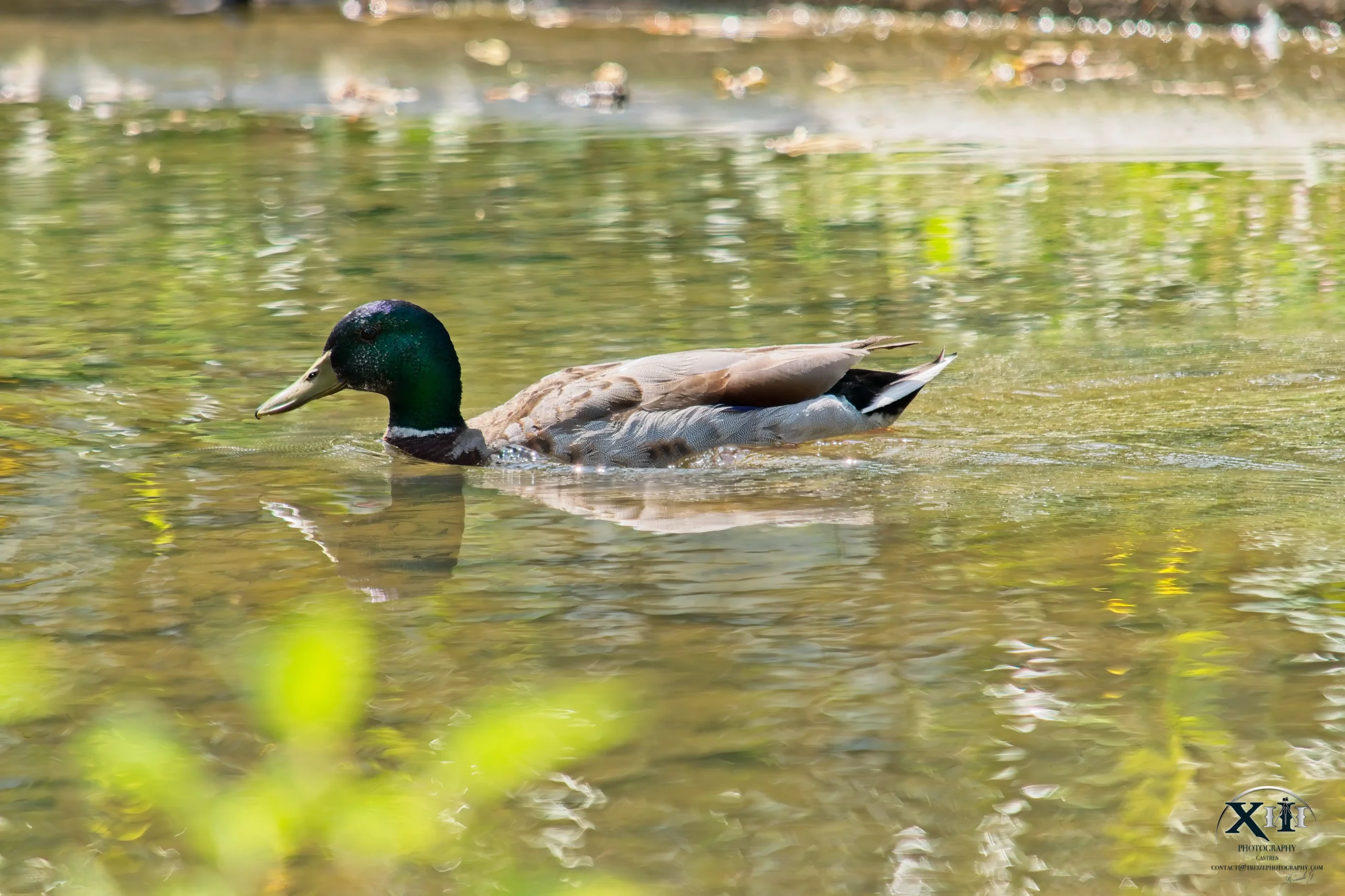 Photo-canard-Colvert-mâle Photo-canard-Colvert-mâle.