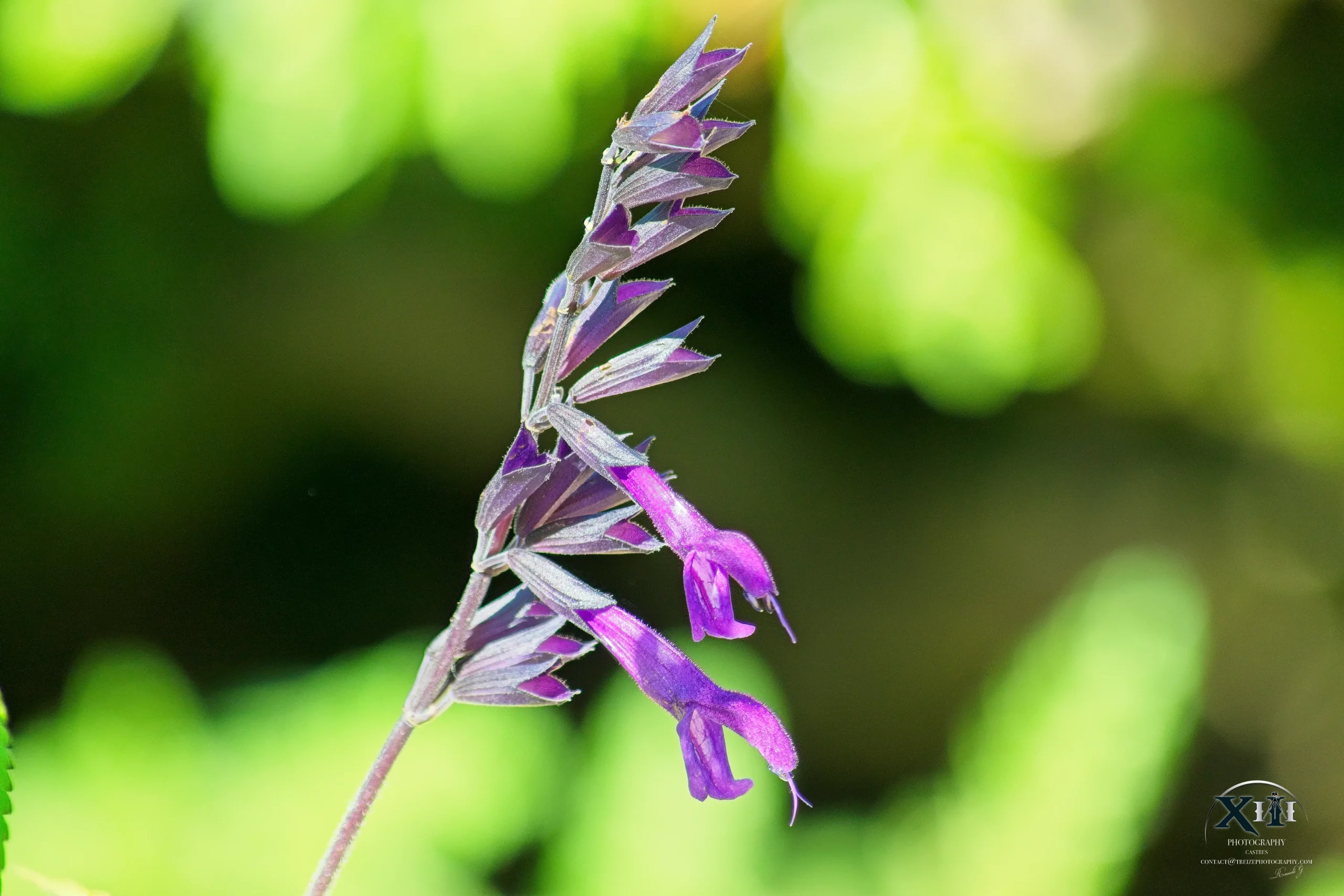 Plante-Sauge-Guarani-Bleu-violet Fleur-Sauge-Guarani-Bleu-violet.