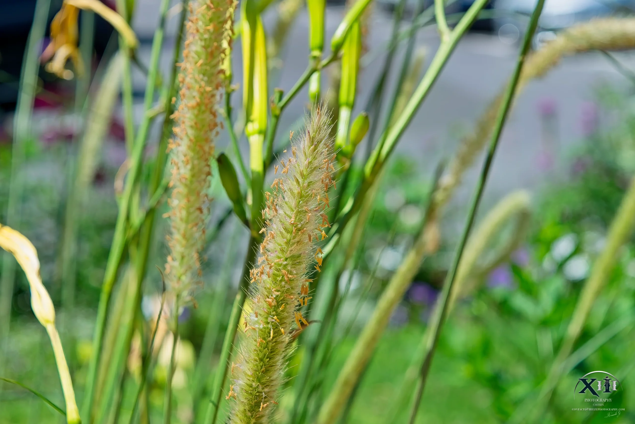 Plante-Sétaire-Verte-Poacées Plante-Sétaire-Verte-Poacées.