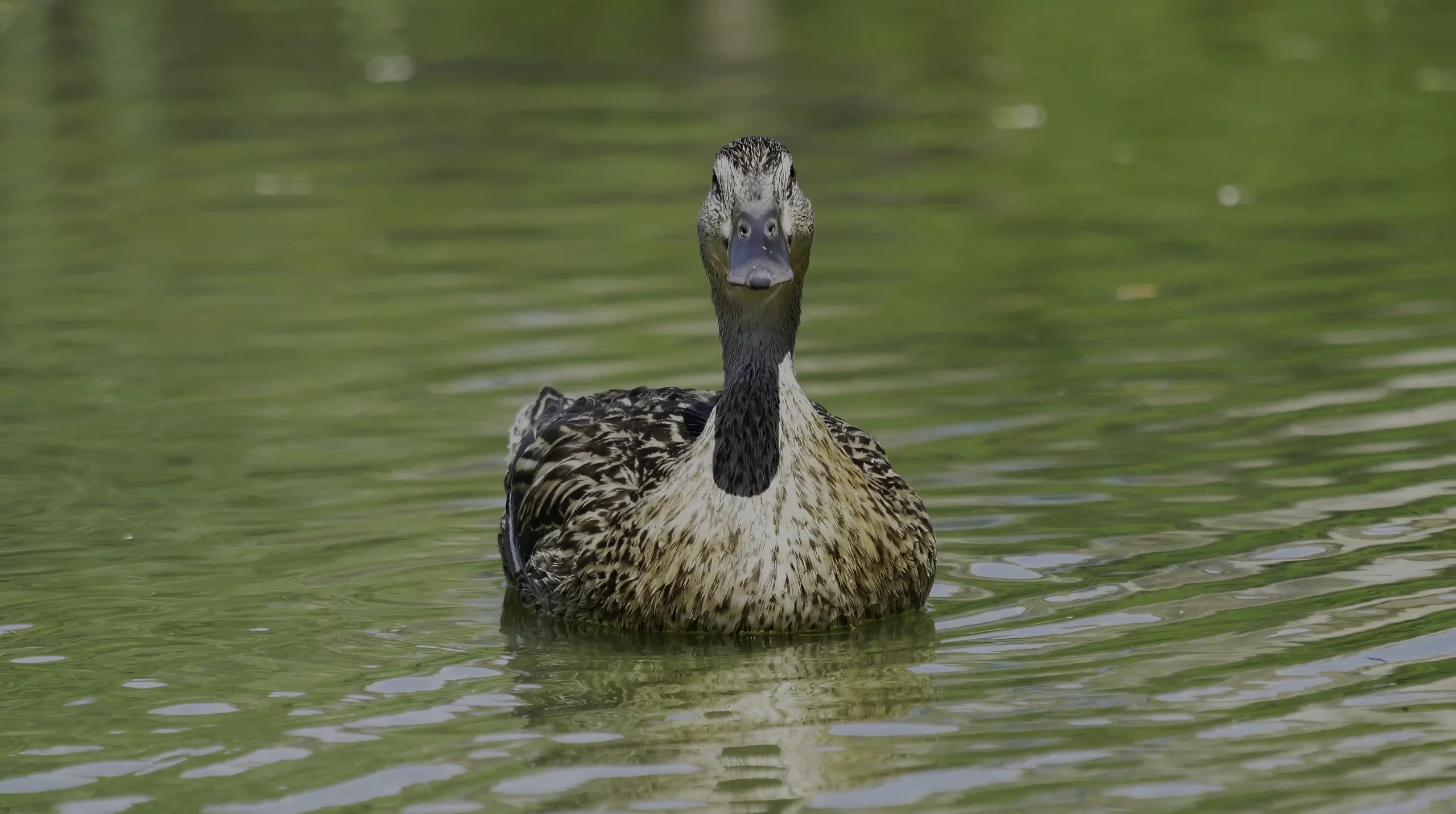 Canard-Colvert-Jardin-Mail-Nature.