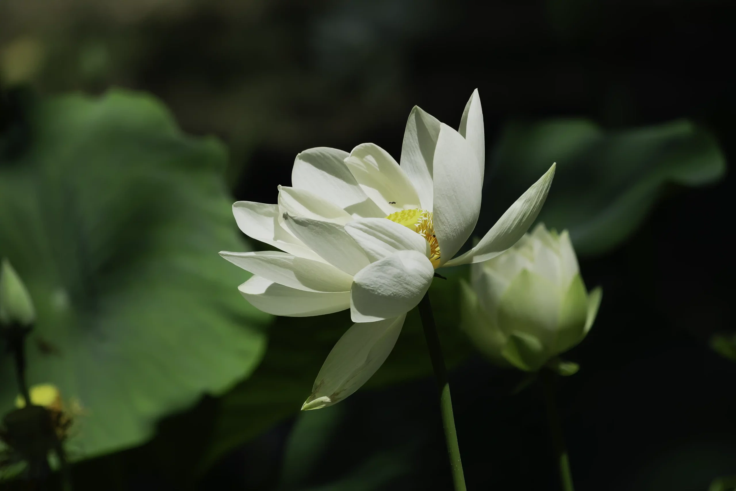 Fleur-Lotus-blanc-photo-plante Fleur-Lotus-blanc-photo-plante