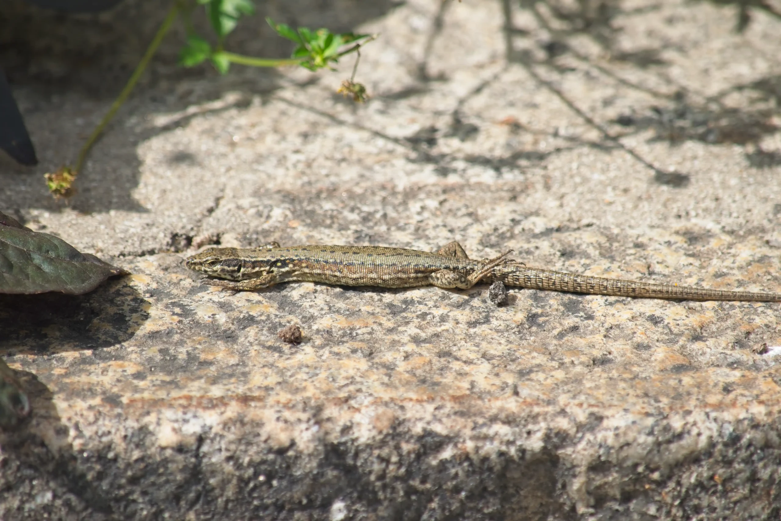 Lézard-murailles-pyrennées-animaux-photo Lézard-murailles-pyrennées-animaux-photo.
