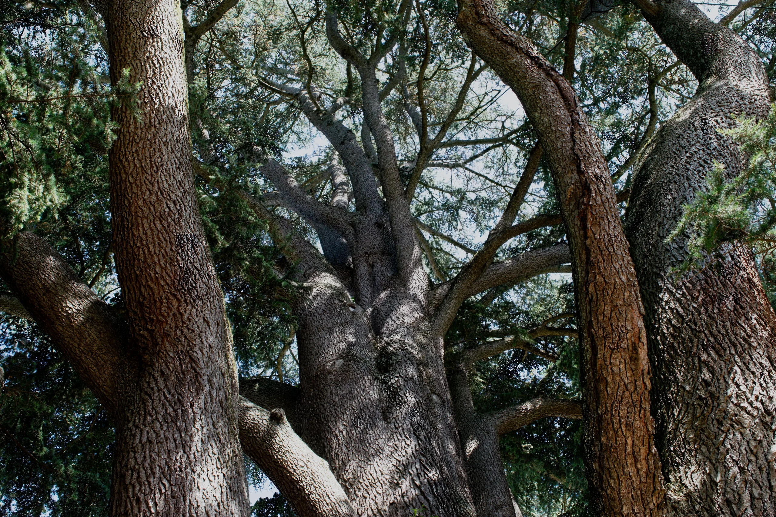 Nature-arbre-Parc-Forêt-photo Nature-arbre-Parc-Forêt-photo.