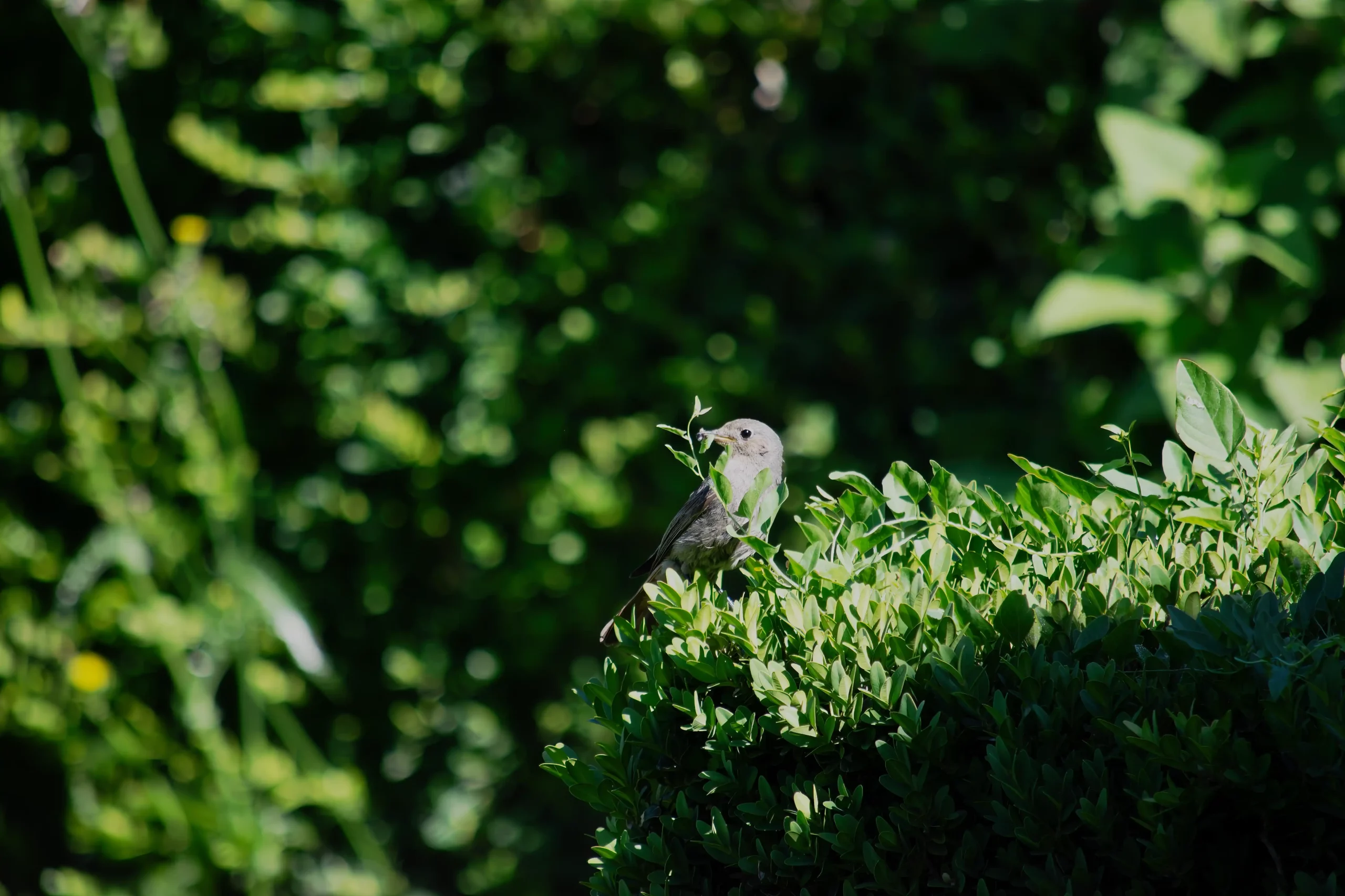 Oiseau-animaux-jardin-nature-Castres Oiseau-animaux-jardin-nature-Castres