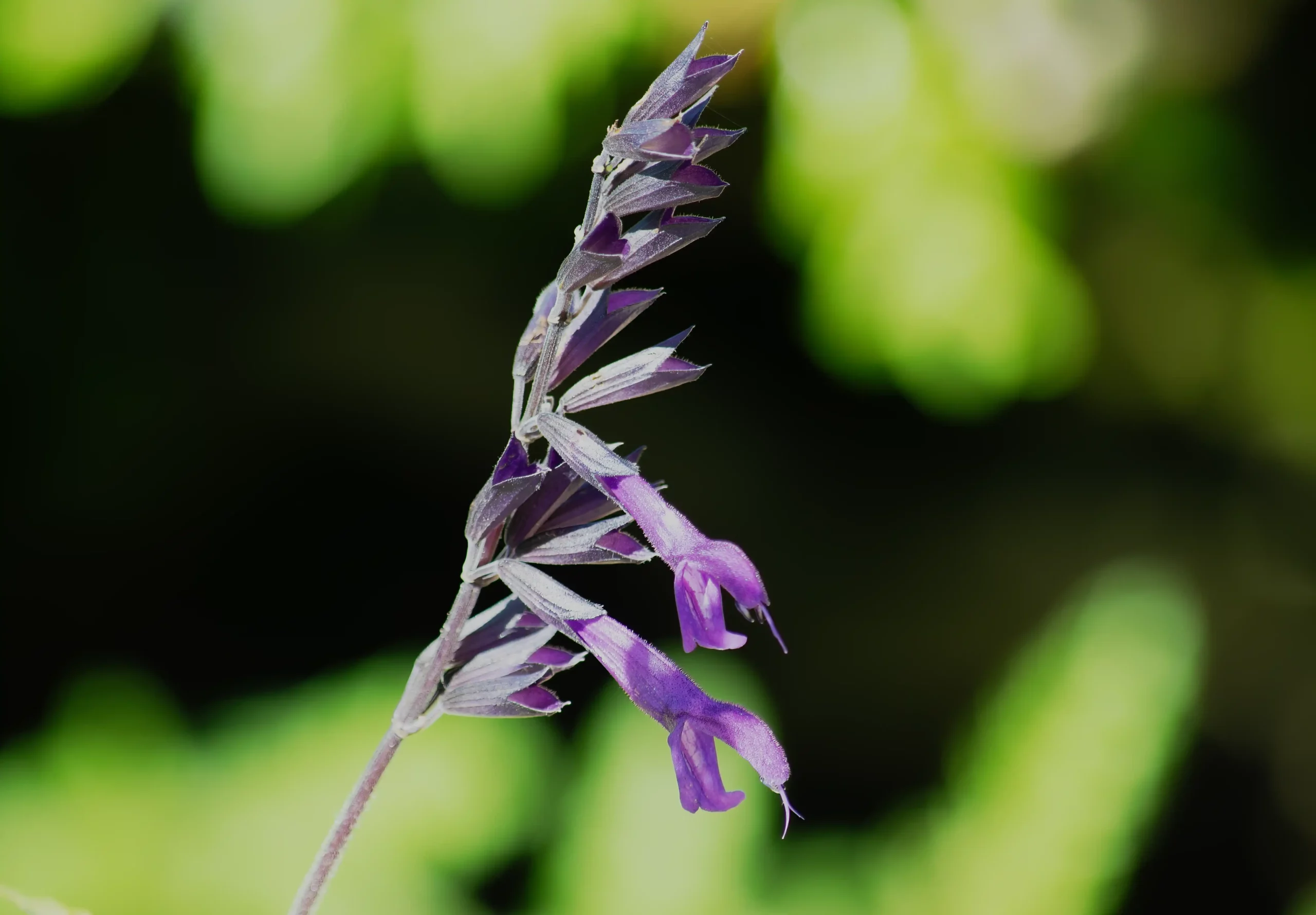 Plante-Sauge-Guarani-nature Plante-Sauge-Guarani-nature.