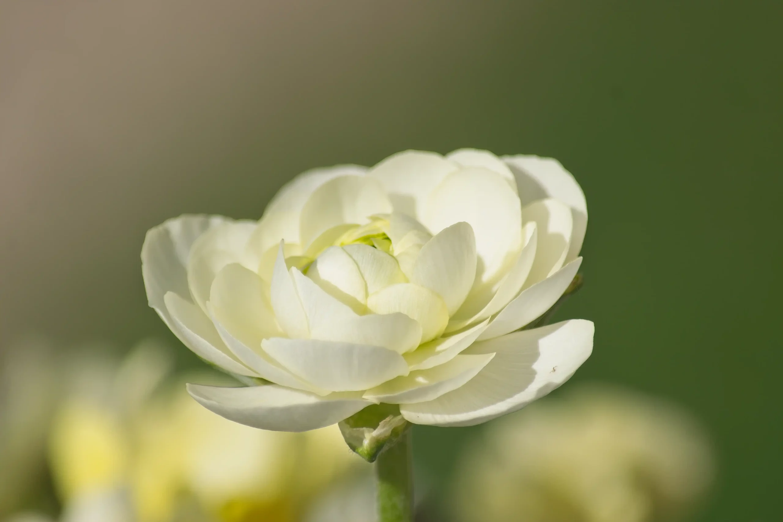 Renoncule-Blanc-fleur-Nature Renoncule-Blanc-fleur-Nature