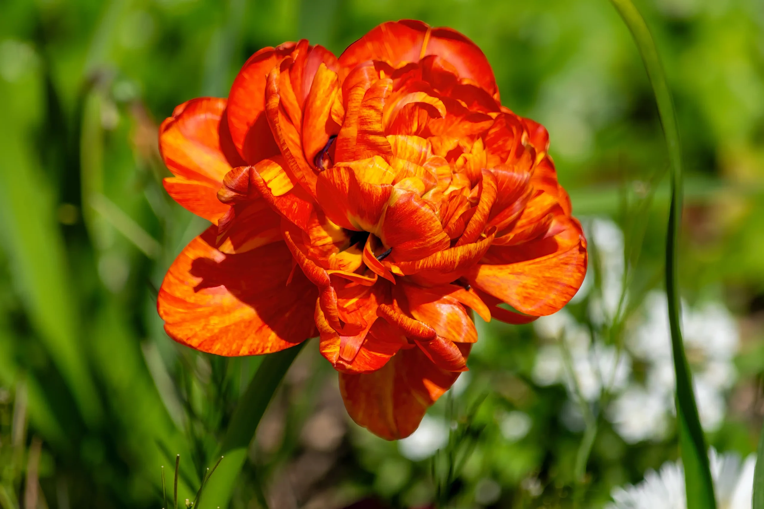Tulipe-fleur-pivoine-rouge-nature-photo Tulipe-fleur-pivoine-rouge-nature-photo