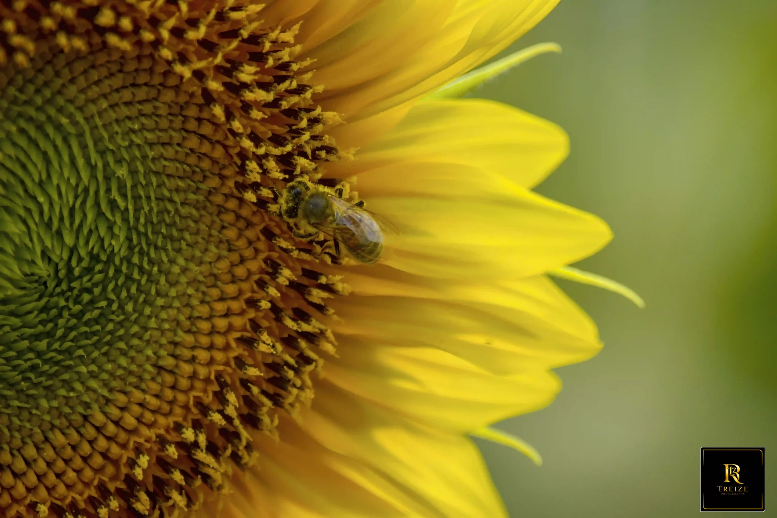 photo-nature-castres.webp photo nature tournesol et abeille dans le tarn