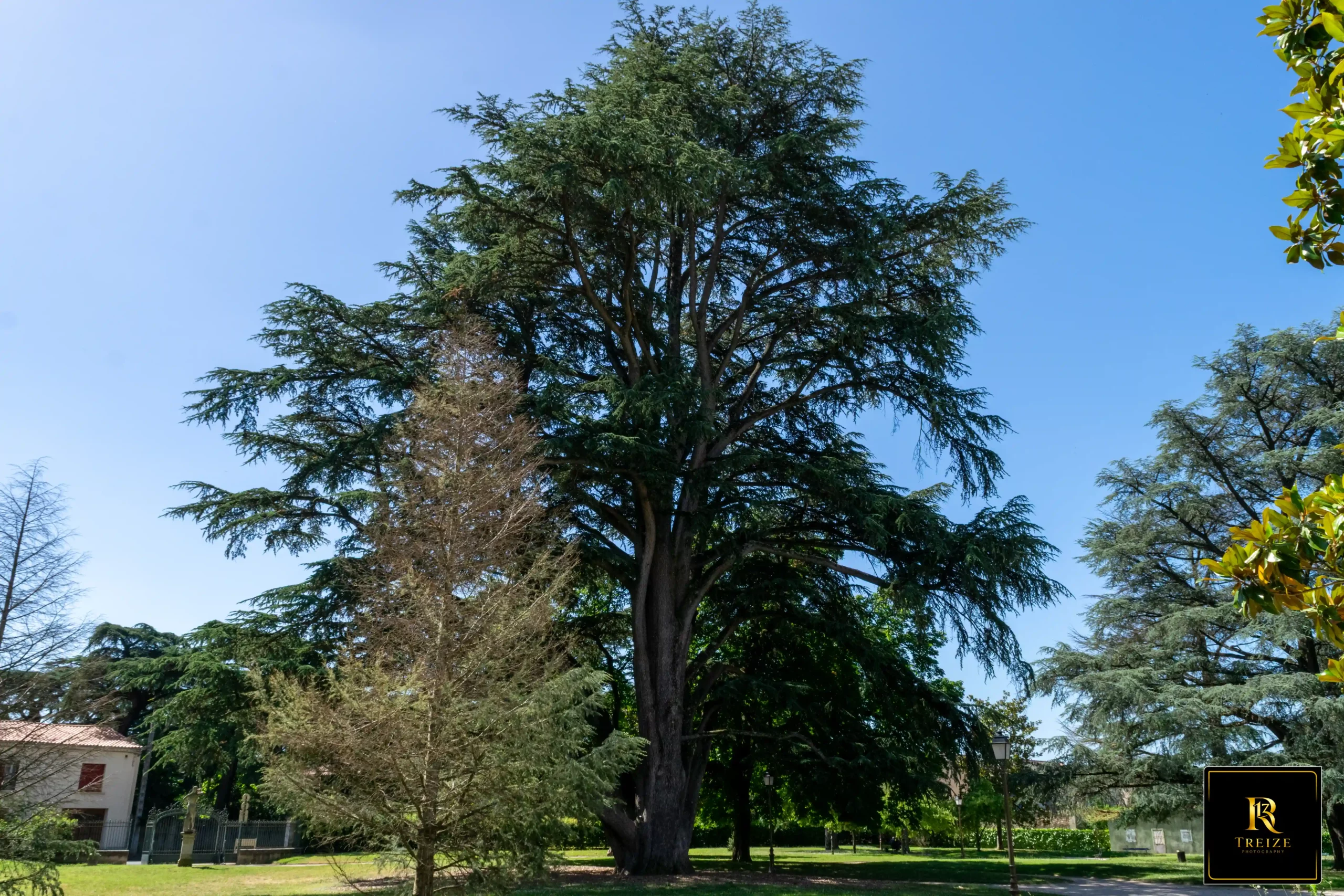 arbres-briguiboul-castres Arbres du parc de Briguiboul à Castres